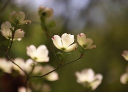 Białe kwiaty derenia kwiecistego na gałązce