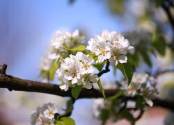 Białe kwiaty drzewa owocowego na gałązce
