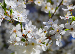 Białe kwiaty drzewa owocowego w słonecznym blasku