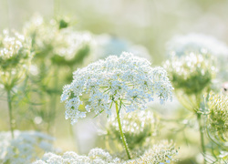 Białe kwiaty dzikiej marchwi