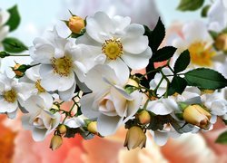Białe kwiaty dzikiej róży z pąkami w 2D