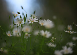 Białe kwiaty gwiazdnicy wielkokwiatowej