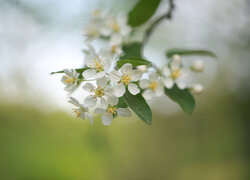 Białe kwiaty jabłoni na rozmytym tle