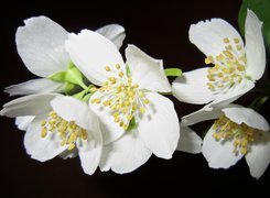 Białe kwiaty jaśminowca