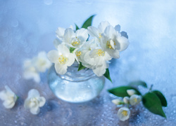 Białe kwiaty jaśminu w wazoniku na rozmytym tle