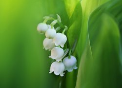 Białe kwiaty konwalii na zielonym tle