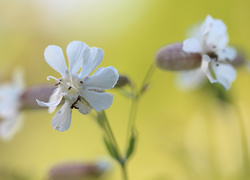 Białe kwiaty lepnicy na rozmytym tle