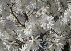 Białe kwiaty magnolii