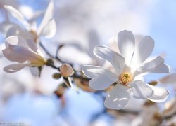 Białe kwiaty magnolii na gałązce
