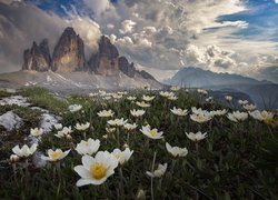 Włochy, Dolomity, Góry, Masyw, Tre Cime di Lavaredo, Łąka, Kwiaty, Chmury