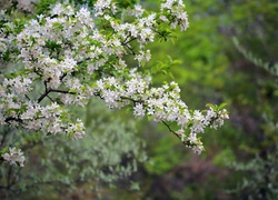 Wiosna, Kwitnące, Gałazki, Drzewo owocowe
