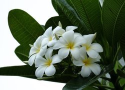 Białe kwiaty plumerii