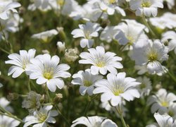 Białe kwiaty rogownicy na łące