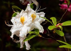 Białe, Kwiaty, Różanecznik, Azalia