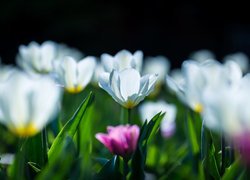 Białe kwiaty tulipanów