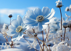 Białe, Kwiaty, Śnieg, Niebo, Grafika