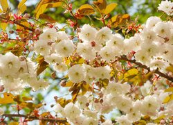 Białe kwiaty wiśni japońskiej na gałązkach
