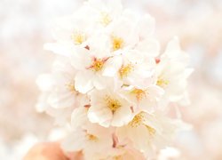 Białe kwiaty wiśni japońskiej na jasnym tle