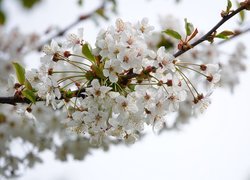 Białe kwiaty wiśni w zbliżeniu