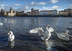 Białe łabędzie na Wełtawie w Pradze