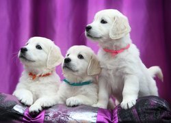 Trzy, Psy, Szczeniaki, Labrador retriever