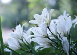 Lilia biała, Kwiaty