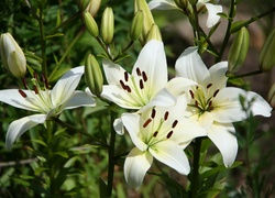 Kwiat, Lilia, Biała, Pąki