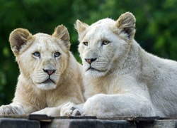 Białe lwice i ich punkt obserwacyjny
