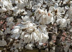 Białe magnolie na gałązkach