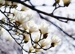 Białe magnolie w zbliżeniu