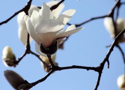 Białe magnolie z pąkami na gałązkach