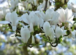Białe magnolie z pąkami