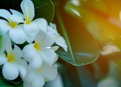 Kwiaty, Żółto-białe, Plumeria Plumeria