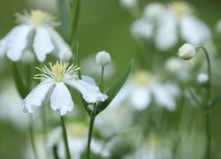 Białe, Powojniki pnące, Clematis Vitalba, Kwiaty