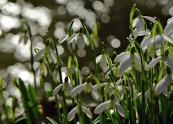 Przebiśniegi, Światło, Bokeh, Wiosna