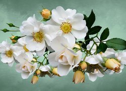 Białe róże w 2D