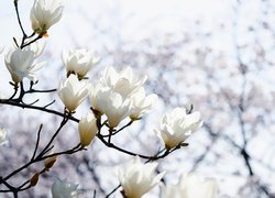 Białe rozkwitające magnolie na gałązkach