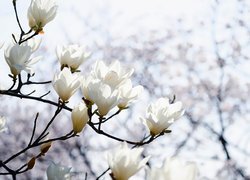 Gałązki, Magnolia, Kwiaty, Białe