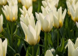 Białe rozkwitające tulipany