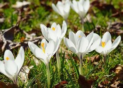 Białe rozkwitnięte krokusy