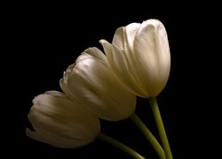 Kwiaty, Białe, Tulipany, Tło ciemne