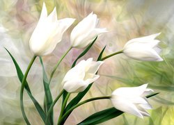 Białe tulipany w grafice