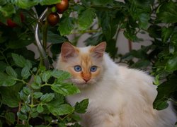 Biało-biszkoptowy kot pod krzakiem pomidorów