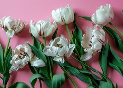 Biało-bordowe, Rozwinięte, Tulipany papuzie, Różowe, Tło