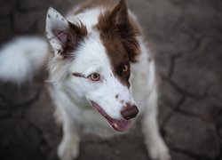 Pies, Border collie, Biało-brązowy, Mordka