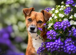 Biało-brązowy pies za kwiatami
