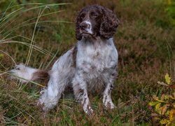 Biało-brązowy springer spaniel angielski