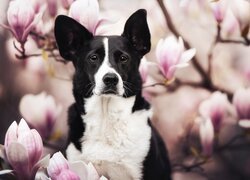 Biało-czarny border collie na tle magnolii