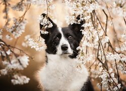 Biało-czarny border collie pod gałązkami drzewa owocowego