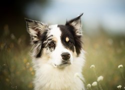 Pies, Border collie, Mordka, Łąka, Kwiaty